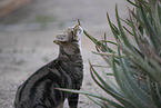 doemstic cat