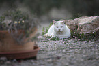 doemstic cat