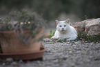 doemstic cat
