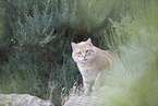 doemstic cat