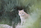 doemstic cat