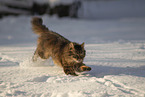 Cat in the snow