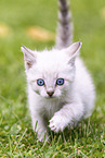 kitten