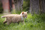 kitten
