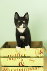 domestic cat