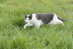 domestic cat