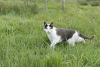 domestic cat
