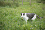 domestic cat