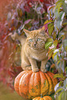 domestic cat