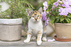 young cat