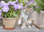 young cat