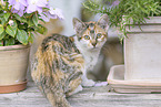 young cat