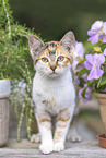 young cat