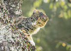 young cat