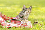 young cat