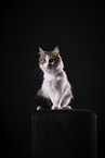 Domestic Cat