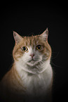 Domestic Cat