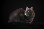 Domestic Cat