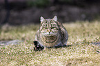 domestic cat