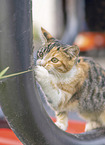 young domestic cat