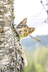 young domestic cat