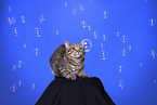 domestic cat