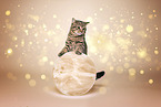 domestic cat