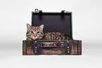 domestic cat
