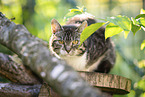 domestic cat