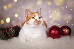 domestic cat