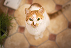 domestic cat