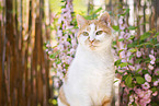 domestic cat