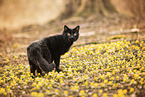 domestic cat