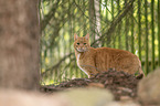 ginger cat