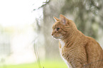 ginger cat