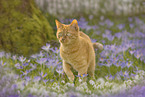domestic cat