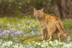 domestic cat