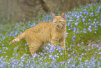 domestic cat