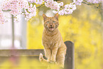 domestic cat
