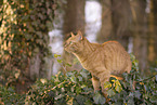 domestic cat