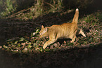 domestic cat