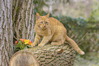 domestic cat