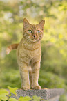 domestic cat