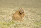 domestic cat