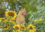 domestic cat
