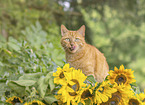 domestic cat