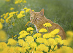 domestic cat