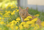 domestic cat