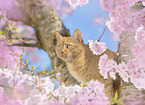domestic cat