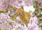 domestic cat